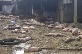 Lợn chết nằm la liệt trong và ngoài chuồng. (Ảnh: Ngọc Minh/TTXVN)