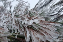 Ngày 24/1 (tức mùng 3 Tết), băng giá đã xuất hiện, phủ trắng ở tại đỉnh Tà Xùa, xã Bản Công và đỉnh Tà Chì Nhù, xã Xà Hồ, huyện Trạm Tấu, Yên Bái.