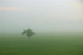 (Ảnh minh họa: Duy Khương/TTXVN)