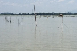 Đồng Nai: Truy tìm cá sấu xổng chuồng trong hồ Trị An