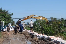 Sóc Trăng: Cù Lao Dung khắc phục xong đê bao bị vỡ