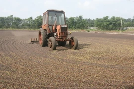 Để phát triển bền vững thương hiệu càphê Mường Ảng