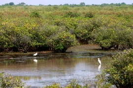 Đối thoại Quốc gia về Quỹ môi trường Toàn cầu Việt Nam chu kỳ 6