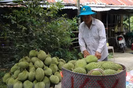 Ảnh chỉ có tính minh họa. (Ảnh: Minh Trí/TTXVN)
