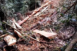 Ảnh chỉ có tính minh họa. (Ảnh: Cao Nguyên/TTXVN)