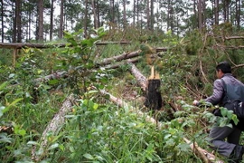 Khu vực rừng thông bị cưa hạ. (Ảnh: Đặng Tuấn-Nguyễn Dũng/TTXVN)