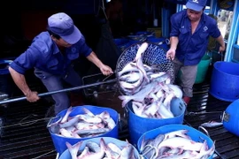 Ảnh chỉ có tính minh họa. (Ảnh: Vũ Sinh/TTXVN)