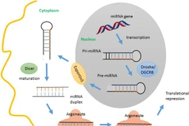 Ảnh minh họa. (Nguồn: ScienceDirect)