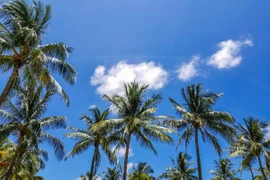 Kit Kat và Dove có thể bị phạt nếu không tăng cường mua dầu cọ 'xanh'