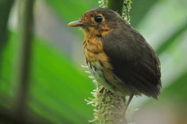 Phát hiện một loài chim mới 'siêu nhút nhát' tại Colombia