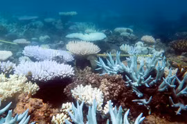Trong ảnh (tư liệu): Rạn san hô Great Barrier ở Australia, ngày 19/4/2018. (Nguồn: AFP/TTXVN)