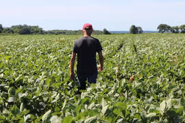 Trong ảnh: Cánh đồng trồng đậu nành tại Harvard, Illinois, Mỹ ngày 6/7/2018. (Nguồn: AFP/TTXVN)