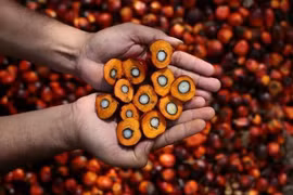 Indonesia sẽ kiện EU trước những lo ngại về ngành công nghiệp dầu cọ