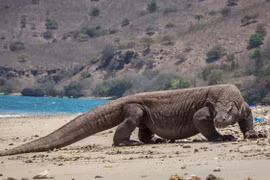 Số lượng rồng Komodo quý hiếm tương đối ổn định và không bị đe dọa. (Nguồn: timetravelturtle)