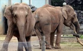 Voi thoát án tử được hoàng gia Monaco nuôi dưỡng
