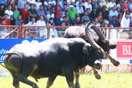 Ảnh chỉ mang tính chất minh họa. (Ảnh: TTXVN)