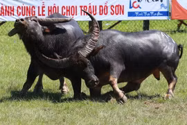 Bộ Văn hóa, Thể thao và Du lịch khẳng định, việc bán vé tại lễ hội truyền thống chọi trâu Đồ Sơn là trái với quy định của pháp luật. (Ảnh minh họa: TTXVN)