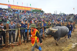 Lễ hội chọi trâu Hải Lựu thường thu hút rất đông du khách. (Ảnh: TTXVN) 