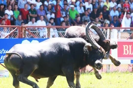Màn quyết đấu tại Chung kết lễ hôi chọi trâu Đồ Sơn 2017. (Ảnh: TTXVN)