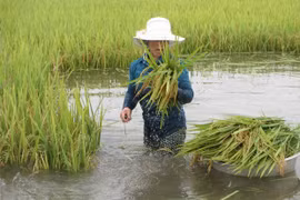 Ảnh minh họa. (Nguồn: TTXVN)