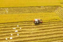 Nông dân huyện Vị Thủy (Hậu Giang) thu hoạch lúa Đông Xuân 2019-2020, năng suất trung bình đạt gần 7,5 tấn/ha. (Ảnh: TTXVN)