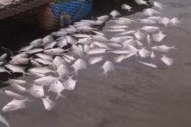 Cá chim chết nổi trắng tại bè nuôi của gia đình anh Nguyễn Văn Vinh, tại tiểu khu 3, sông Chà Và, khiến gia đình anh thiệt hại khoảng gần 1 tỷ đồng. (Ảnh: Hoàng Nhị/TTXVN)