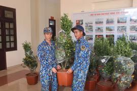 Những chậu quất Tết đã được vận chuyển đến với quân và dân Trường Sa. (Ảnh: Nguyễn Văn Nhật/TTXVN)