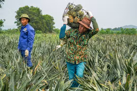 Ảnh minh họa. (Nguồn: Vietnam+)