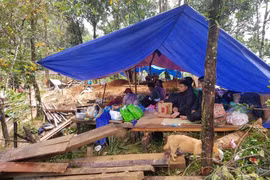 Người dân thôn 1, xã Trà Leng phải ở trong các lều dựng tạm sau khi xảy ra mưa lũ, sạt lở. (Ảnh: Đoàn Hữu Trung/TTXVN)