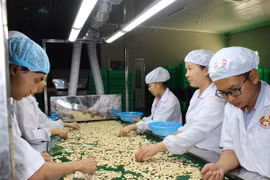 Công nhân chế biến hạt điều. (Ảnh: K GỬIH/TTXVN)