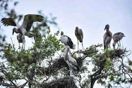 Vườn Quốc gia Tràm Chim ở huyện Tam Nông (Đồng Tháp) là khu Ramsar thứ 2.000 của thế giới, là một trong 8 khu vực bảo tồn các loài chim quan trọng nhất của Việt Nam với hơn 100 loài động vật có xương sống, 40 loài cá và 147 loài chim nước. (Ảnh: Minh Đức/