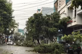 Cây xanh bị ngã đổ do bão. Ảnh minh họa. (Ảnh: Phạm Kha/TTXVN)