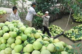 Trang trại bưởi da xanh rộng 20ha của anh Đoàn Minh Chiến tại xã Tân Định, huyện Bắc Tân Uyên. (Ảnh: Huyền Trang/TTXVN)