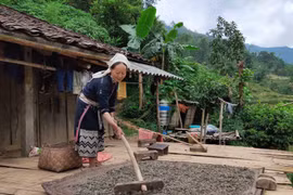 Người dân Hoài Khao có cuộc sống gần gũi thiên nhiên và được thiên nhiên ban tặng nhiều món quà quý giá. Chè dây là một trong những món quà quý đó. 