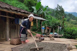 Người dân Hoài Khao có cuộc sống gần gũi thiên nhiên và được thiên nhiên ban tặng nhiều món quà quý giá. Chè dây là một trong những món quà quý đó. 