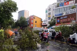 Bão số 5 đổ bộ làm gẫy đổ nhiều cây xanh, cột điện tại thành phố Huế. (Ảnh: Đỗ Trưởng/TTXVN) 