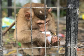 Cá thể khị bị nuôi nhốt làm cảnh tại một điểm du lịch ở Tam Đảo, tỉnh Vĩnh Phúc. (Ảnh: Hùng Võ/Vietnam+)