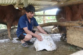 Hòn đá nặng 20kg rơi xuống làm gãy chân gia súc nhà ông Hồ Sỹ Tưởng cách mỏ đá 400m. (Ảnh: Nguyễn Oanh/TTXVN)