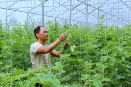 Anh Nguyễn Sĩ Hưng, xã Kiến Quốc, huyện Kiến Thụy, trồng dưa trong nhà kính theo công nghệ của Israel. (Ảnh: Minh Thu/TTXVN)