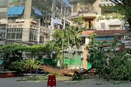 Hiện trường cây đổ trong sân trường. (Nguồn: TTXVN)