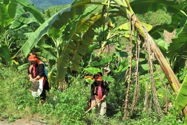 Gia đình chị Giàng Xa Ninh, xã Ma Li Pho, huyện Phong Thổ có 2ha chuối, mỗi năm thu hoạch hơn 100 triệu đồng. (Ảnh: Việt Hoàng/TTXVN)
