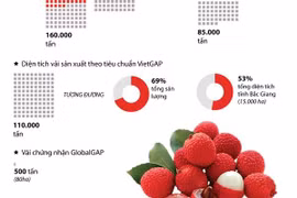 [Infographics] Bắc Giang: Sản lượng vải thu hoạch tăng 10.000 tấn 