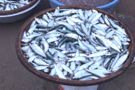 Cá trích sau khi được rửa sạch rất tươi ngon, không qua ướp đá nên được người tiêu dùng ưa thích. (Ảnh: Khiếu Tư/TTXVN)