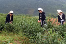 Người dân xã Hồng Thái, huyện Na Hang, tỉnh Tuyên Quang thu hái chè. (Ảnh: Quang Đán/TTXVN)