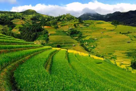 Bức tranh quyến rũ của vùng cao Mù Cang Chải mùa lúa chín. (Ảnh: Xuân Mai/Vietnam+)