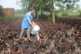 Ông Nguyễn Minh Lý (ấp 1, xã Tóc Tiên, thị xã Phú Mỹ, tỉnh Bà Rịa-Vũng Tàu) chăm sóc đàn gà nuôi thảo mộc chuẩn bị phục vụ thị trường Tết Nguyên đán. (Ảnh: Hoàng Nhị/TTXVN)