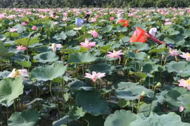 Trồng sen lấy gương ở huyện Thanh Bình (Đồng Tháp). (Ảnh: Nguyễn Văn Trí/TTXVN)