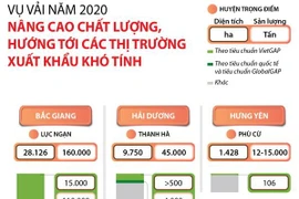 [Infographics] Quả vải Việt hướng tới thị trường xuất khẩu khó tính