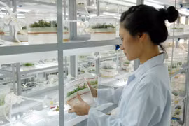 Phòng nuôi cấy mô tại Trung tâm Công nghệ sinh học TP.HCM. (Ảnh: Mạnh Linh/TTXVN)