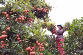 Thu hoạch vải thiều tại xã Thanh Hải, huyện Lục Ngạn, tỉnh Bắc Giang. (Ảnh: TTXVN)